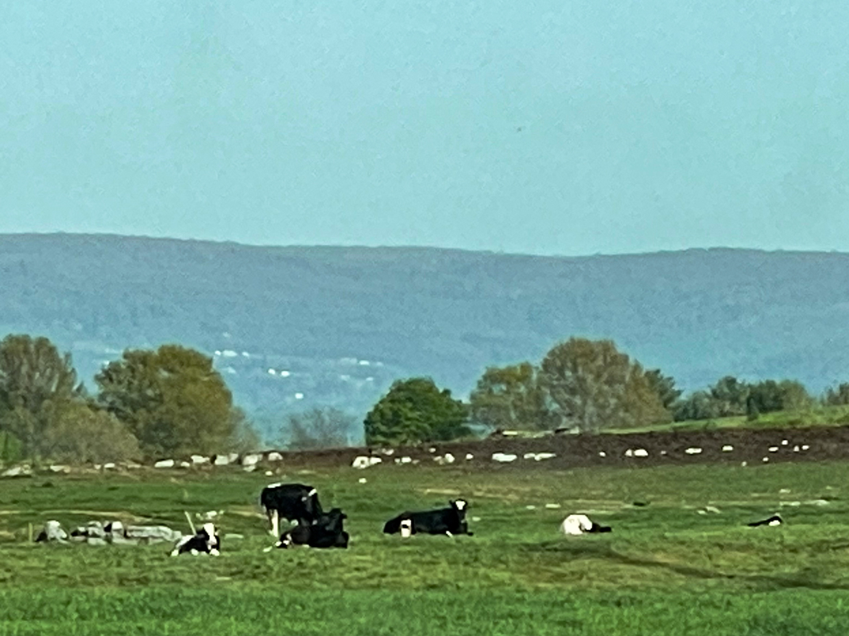 cows-on-hillside