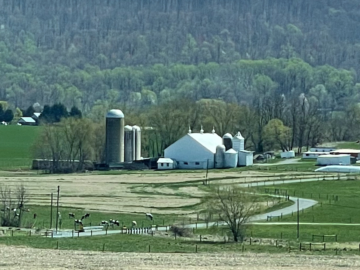 farm-with-cows-and-trees