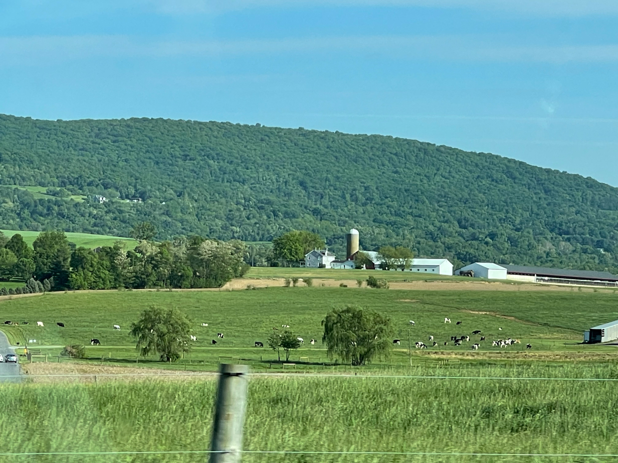 farm-with-rolling-hills-and-cows
