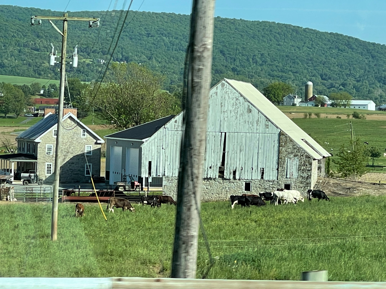 farmhouse-with-barn-and-cows