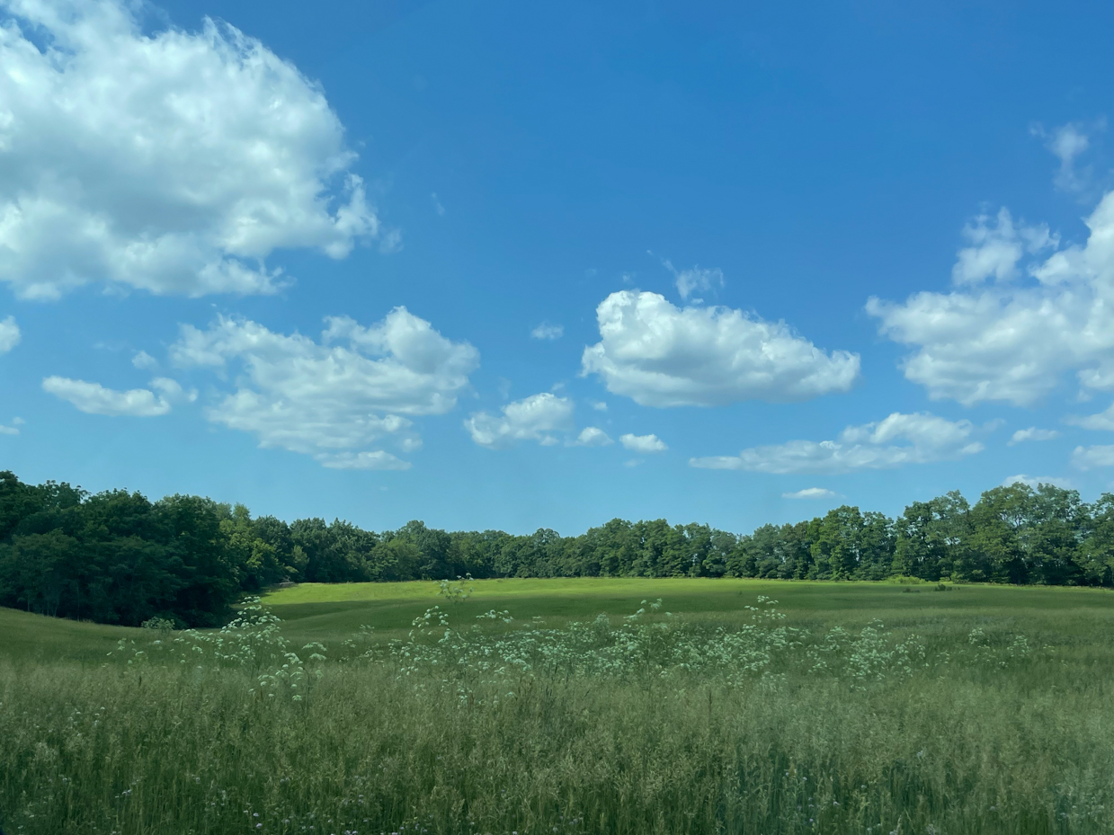 field-with-trees-and-clouds