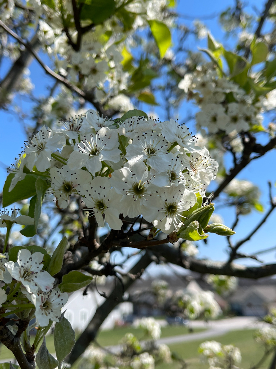 flowering-tree