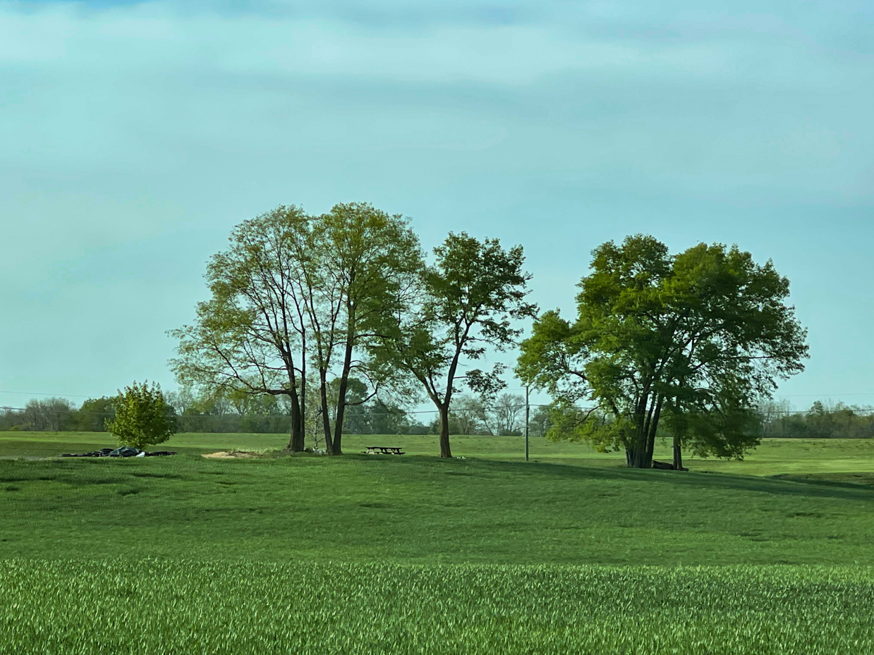 tree-cluster