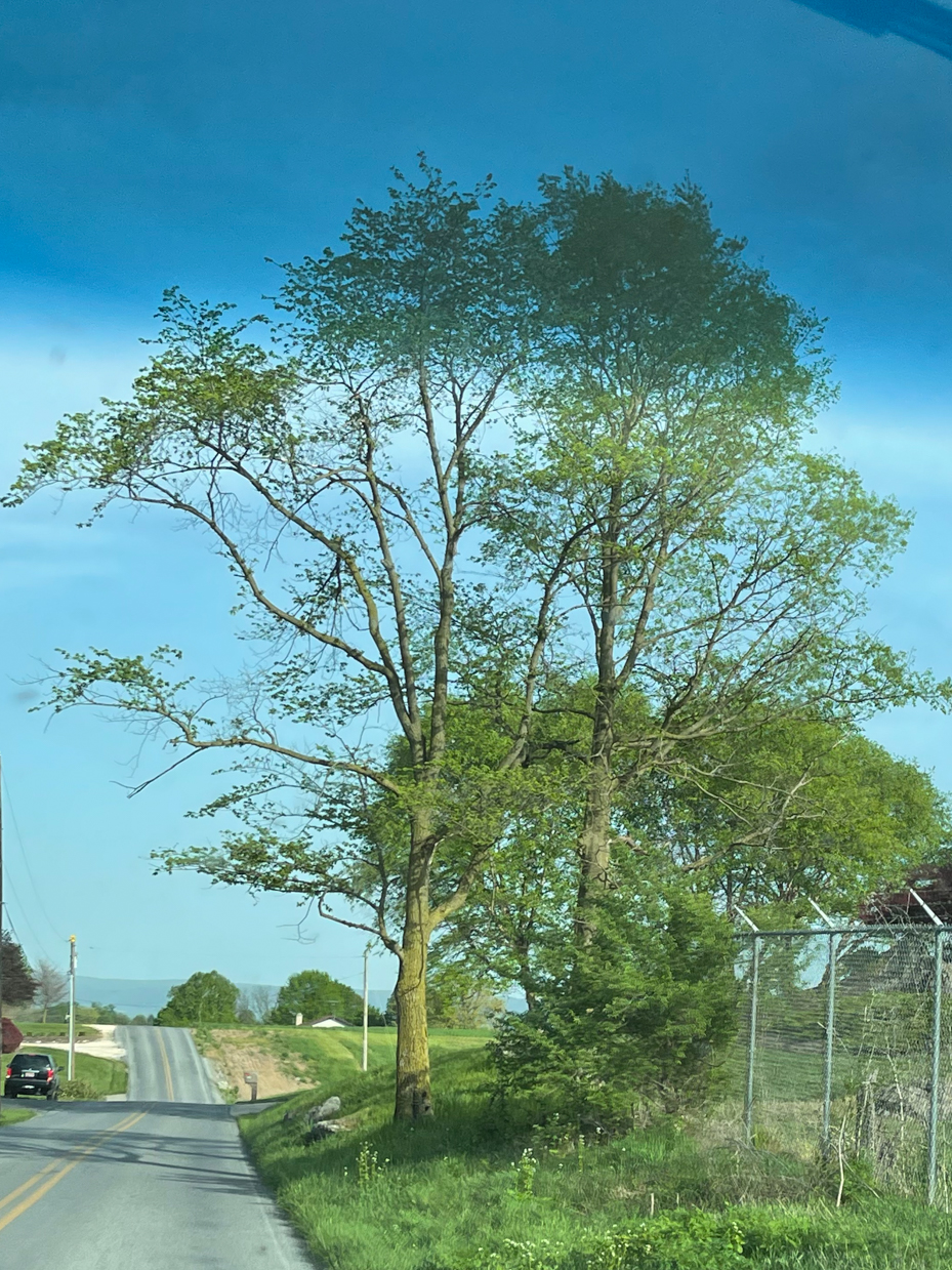 tree-and-bush-along-roadside