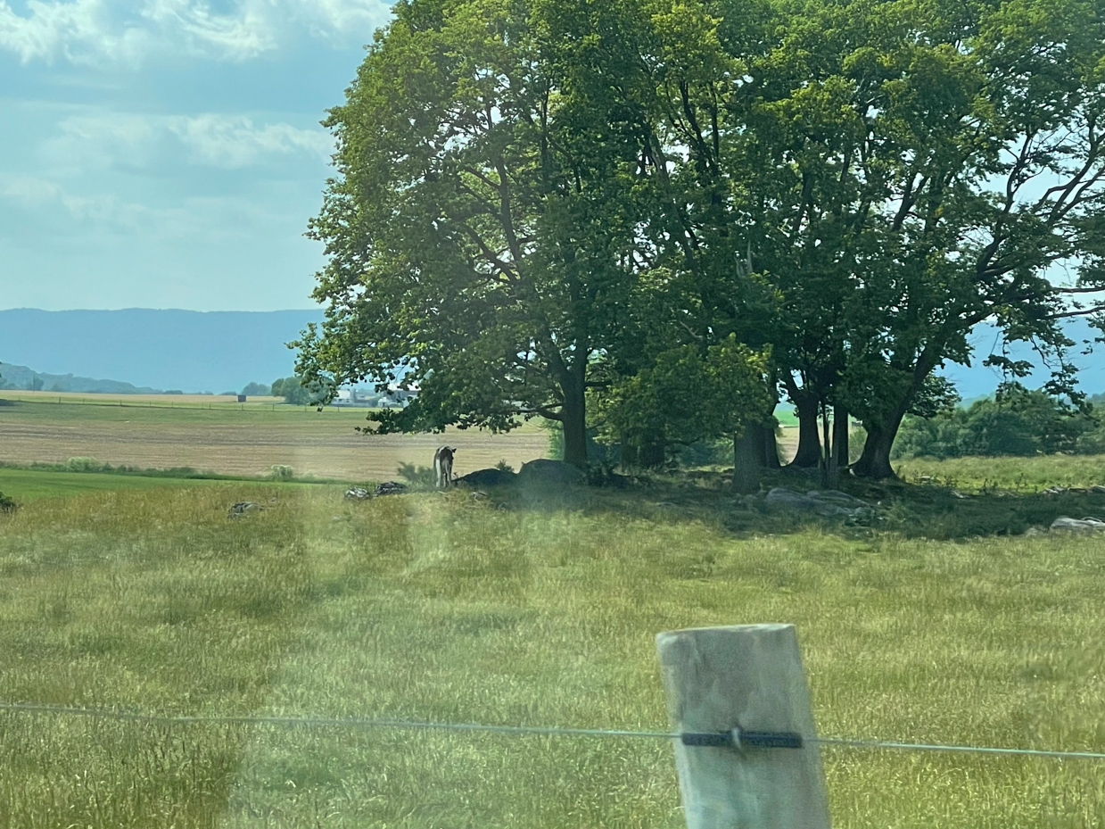 tree-cluster-with-a-fence-and-rolling-hills-in-background