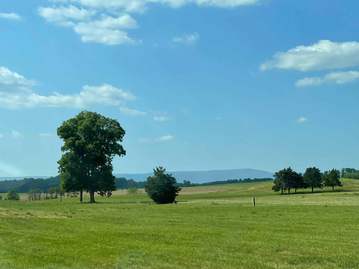 tree-with-rolling-hills-and-fields