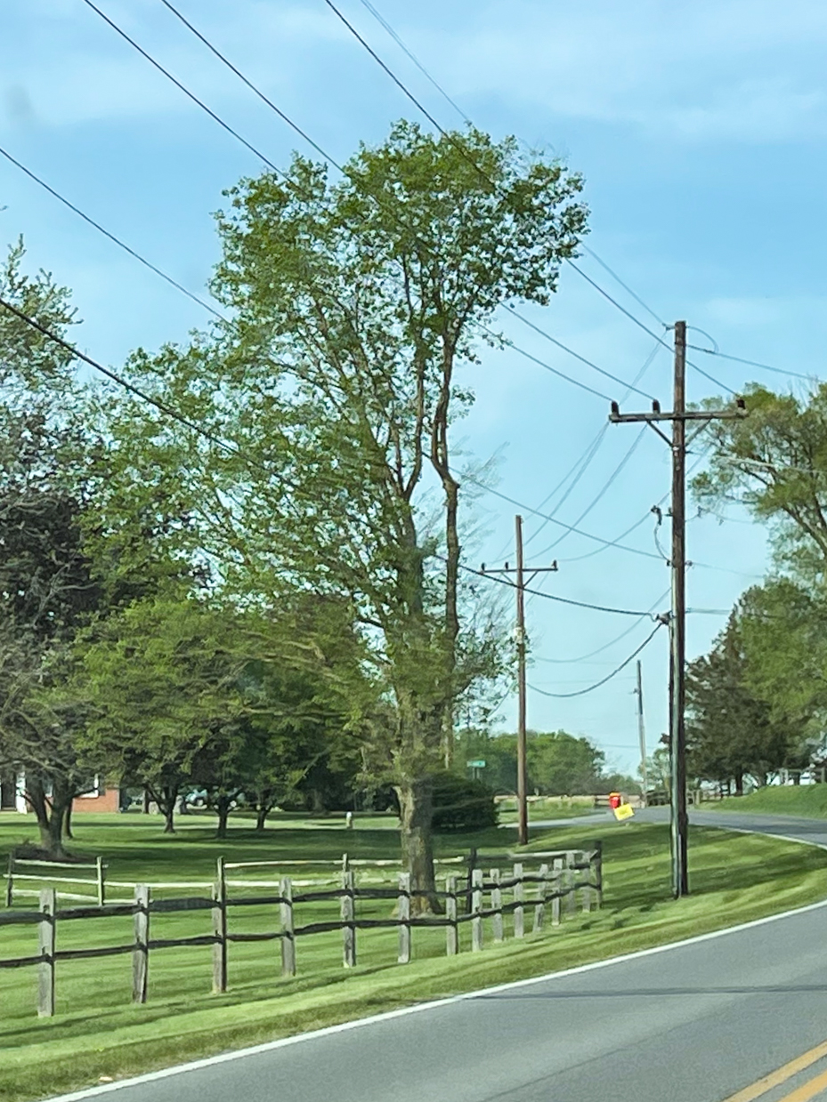 trees-along-roadside