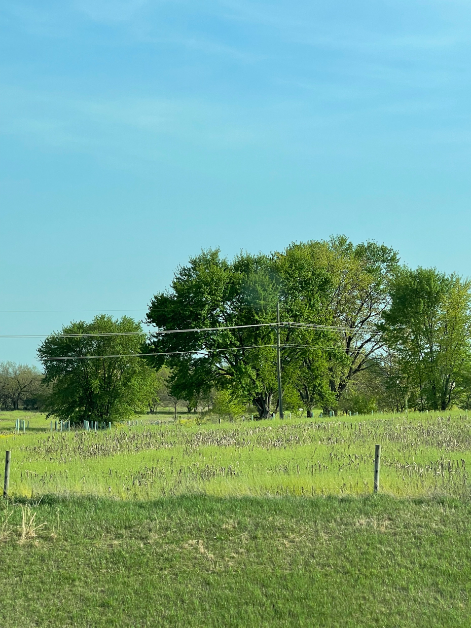 trees-on-hillside