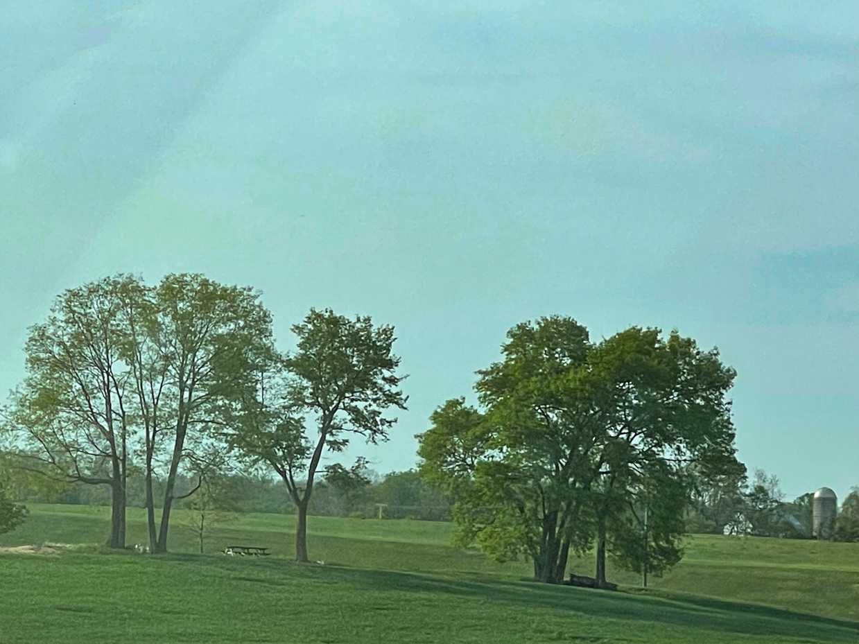 trees-on-rolling-hills