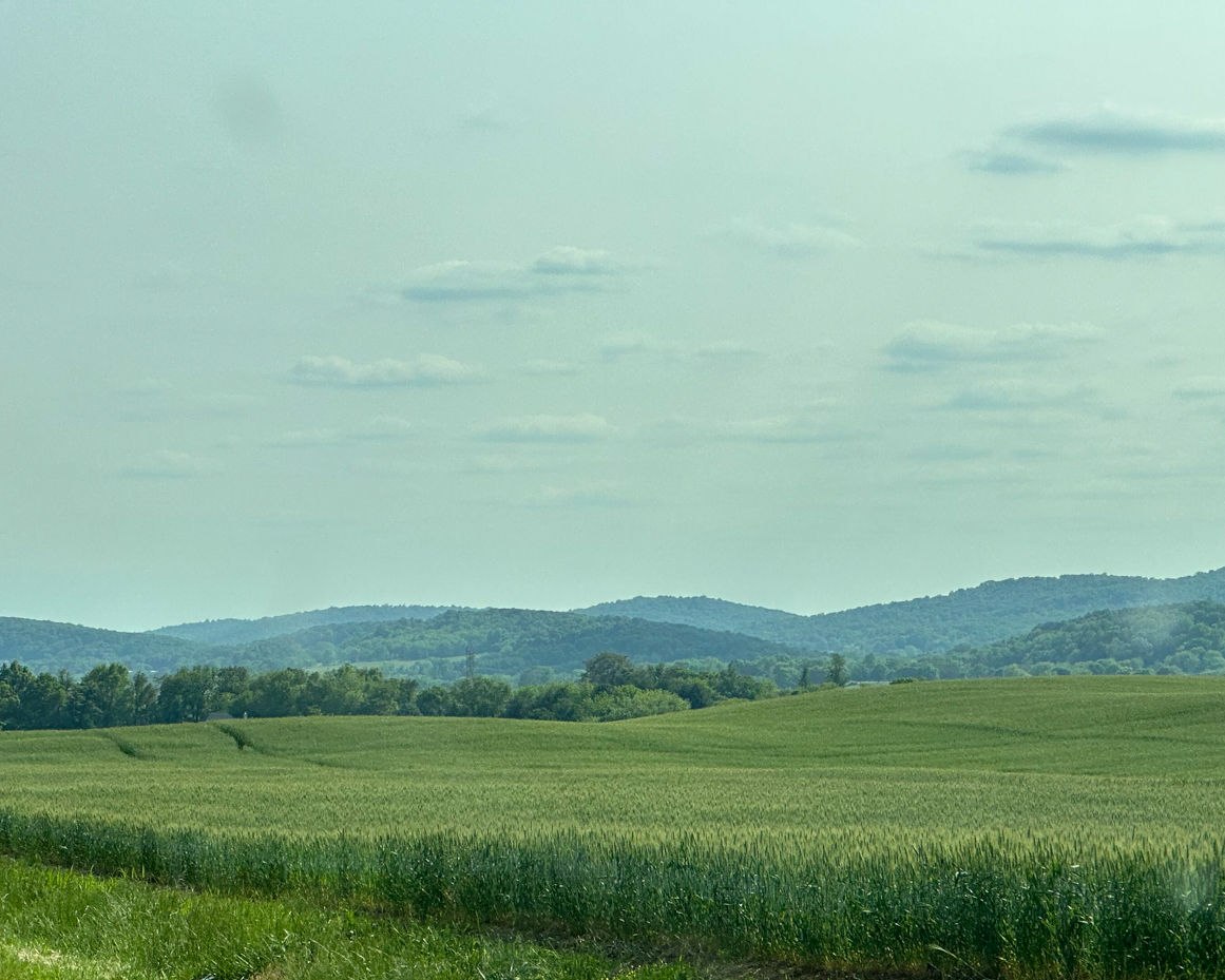 corn-field-with-rolling-hills