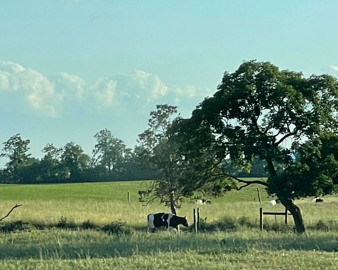 cow-by-tree