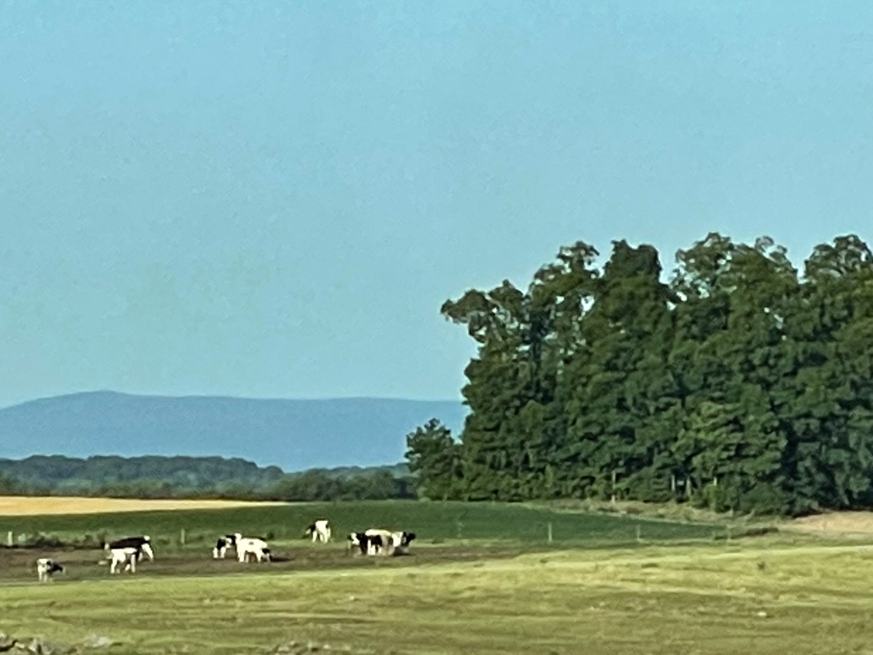 cows-with-fields-and-trees