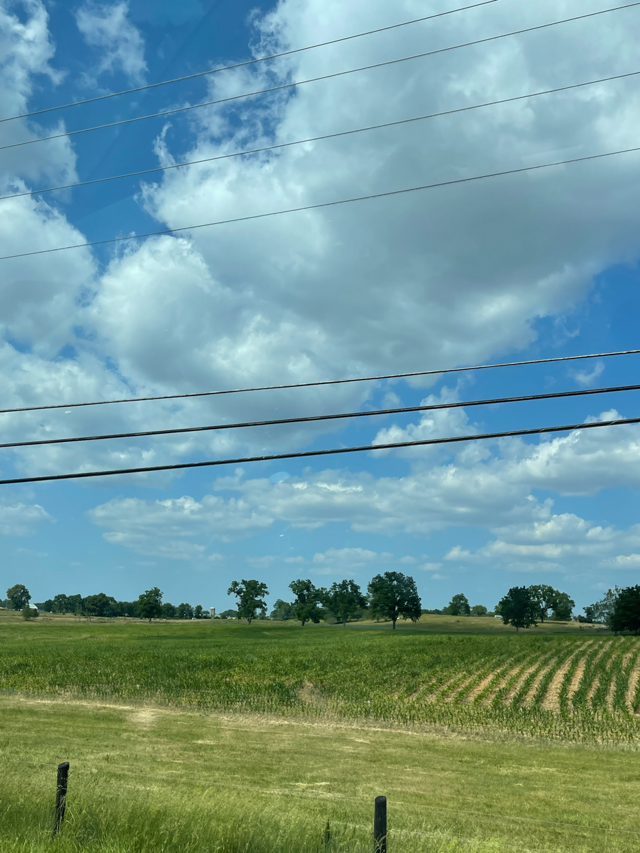 farm-field-with-trees