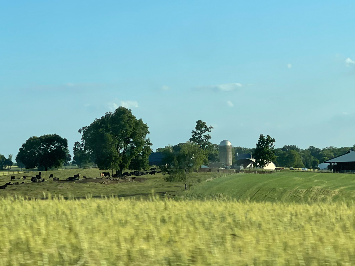 farmstead-with-cows-and-trees