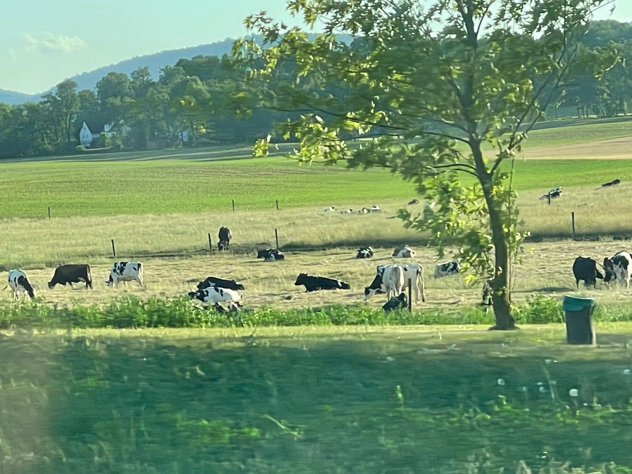 grazing-and-laying-cows-in-field