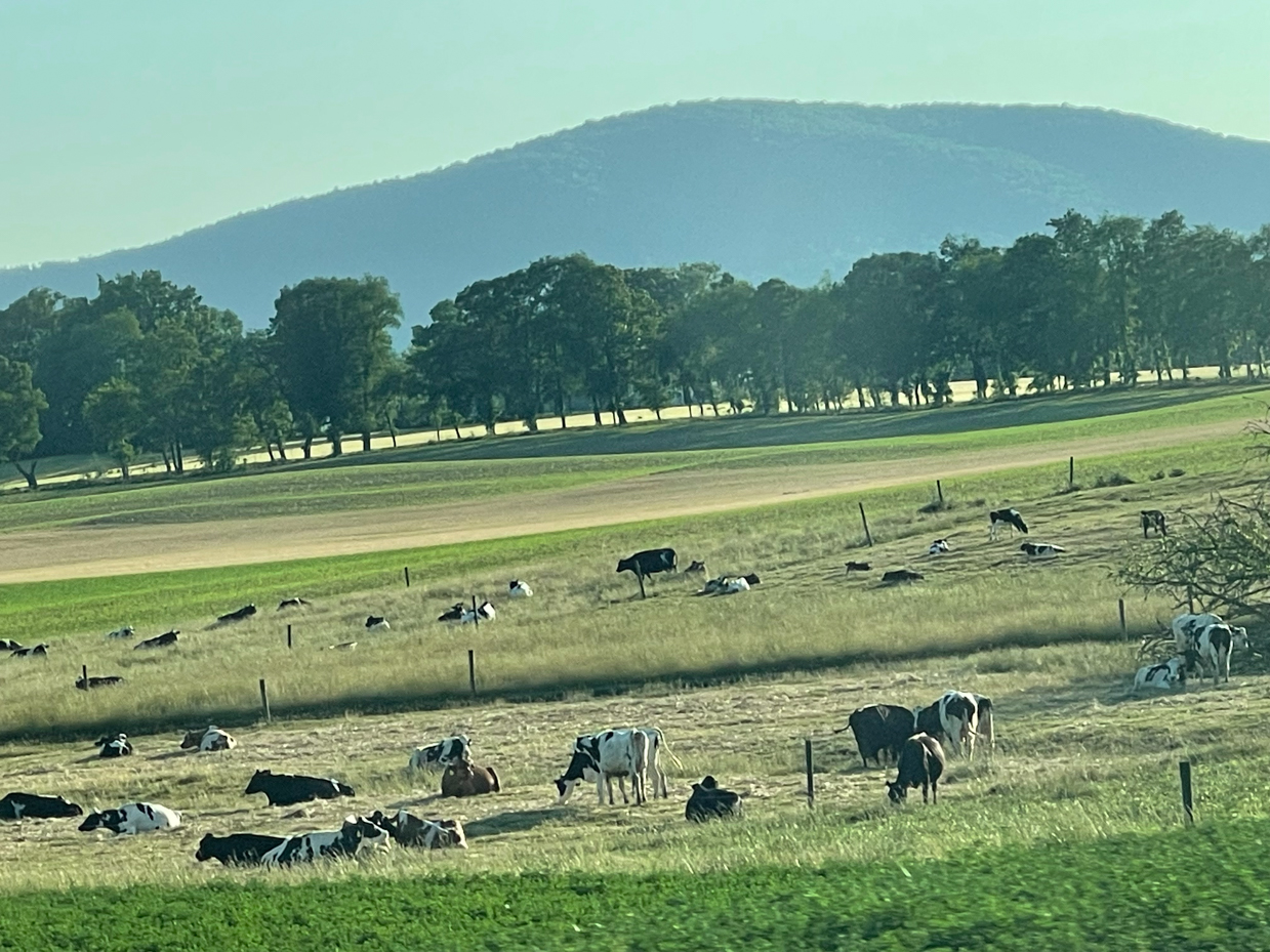 grazing-and-laying-cows-with-rolling-hills