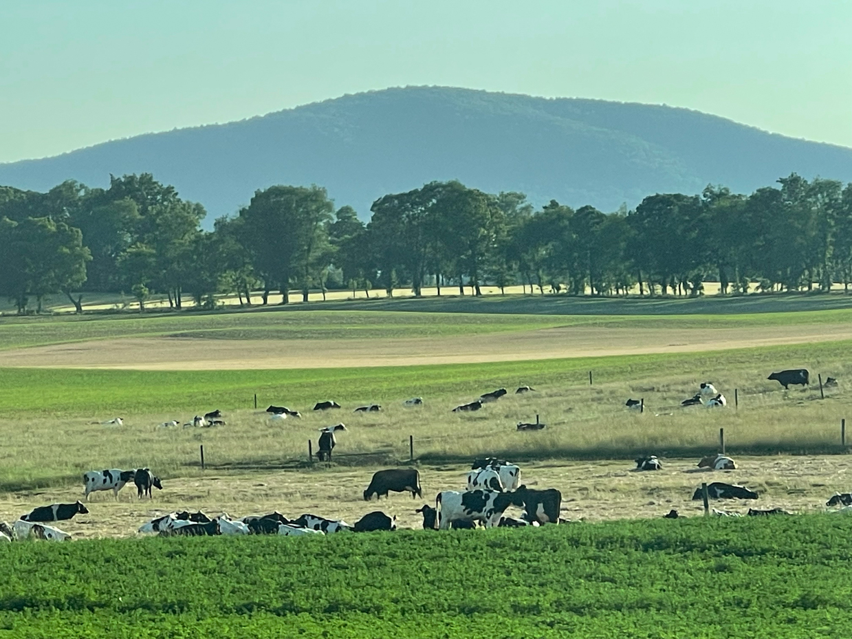 grazing-and-laying-cows-with-trees-and-hills