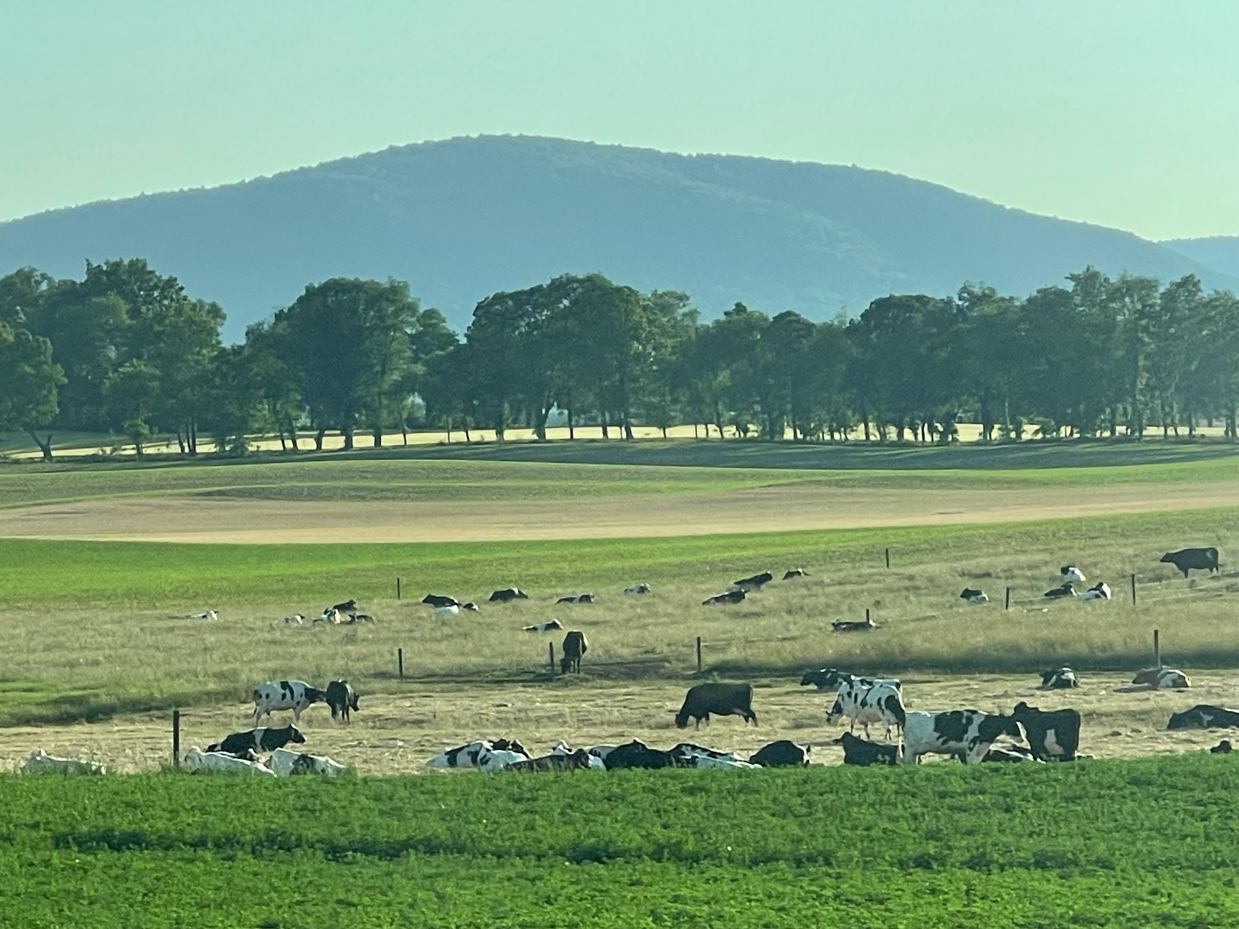 grazing-and-laying-cows-with-trees-and-rolling-hills