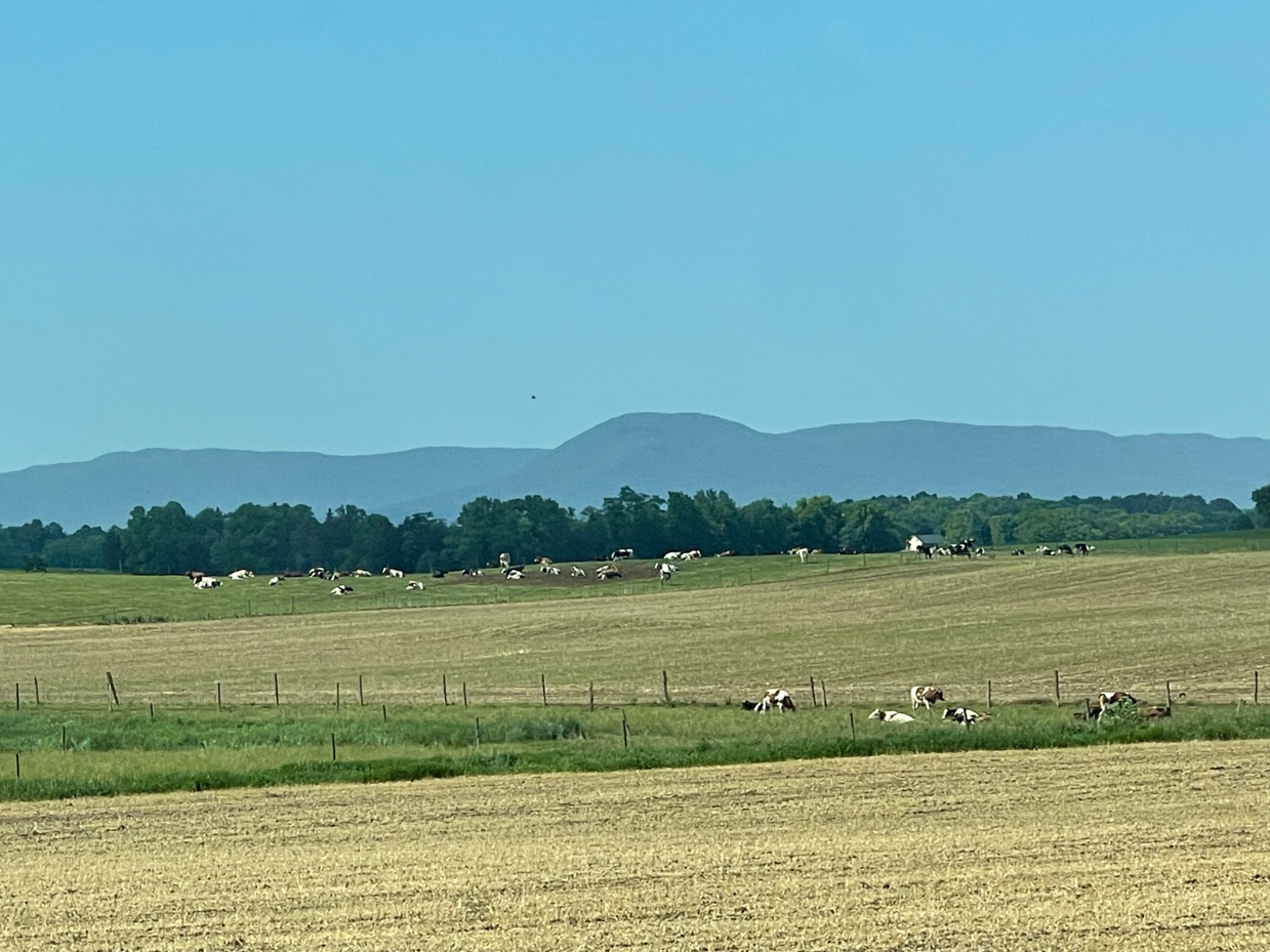 grazing-cow-in-farm-field-with-rolling-hills-and-trees