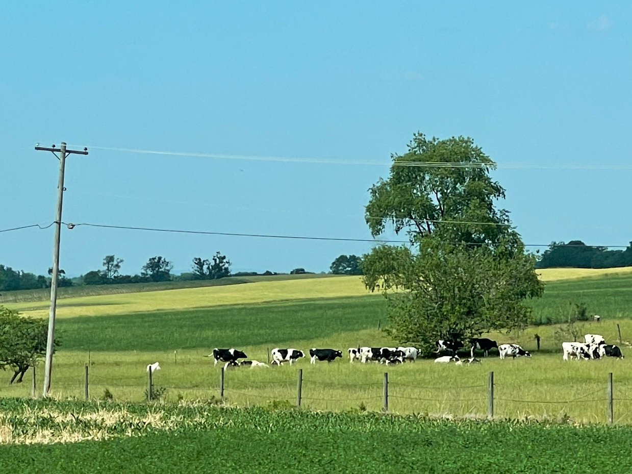 grazing-cows-around-tree-in-fields