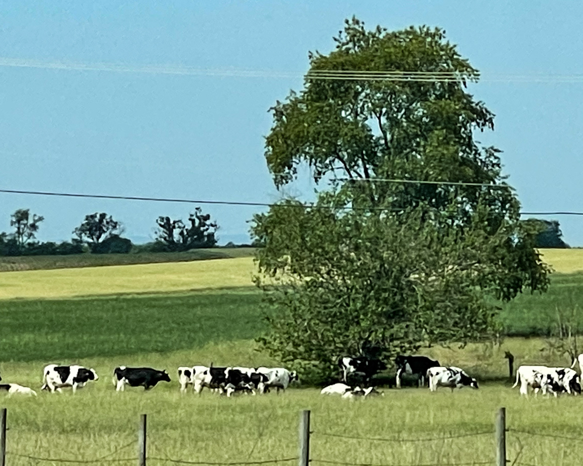 grazing-cows-around-tree