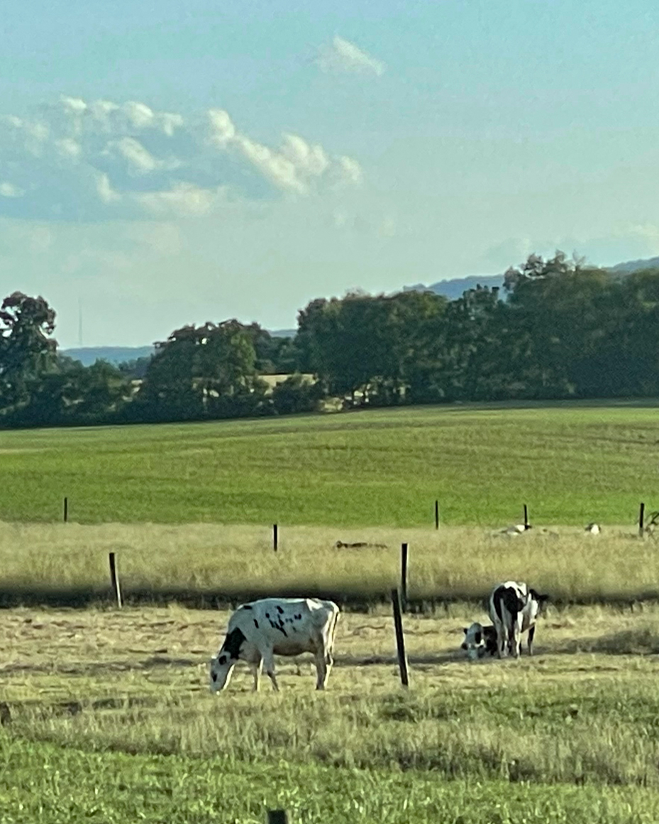 grazing-cows-with-rolling-trees-and-clouds