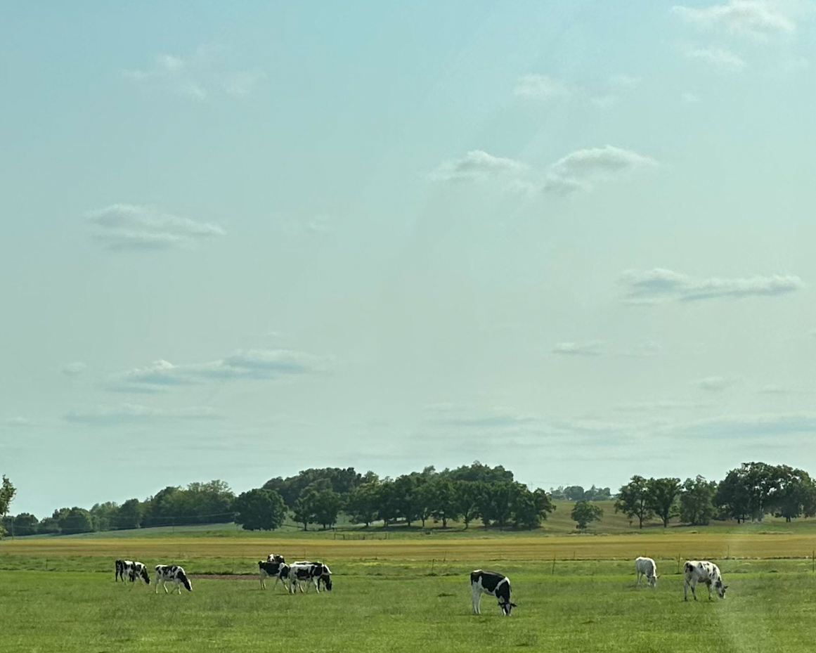 grazing-cows-with-trees