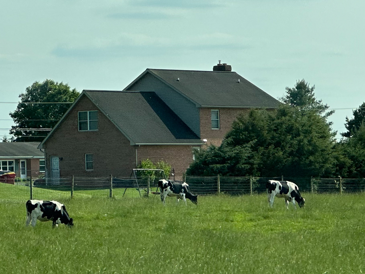 three-grazing-cows-with-house