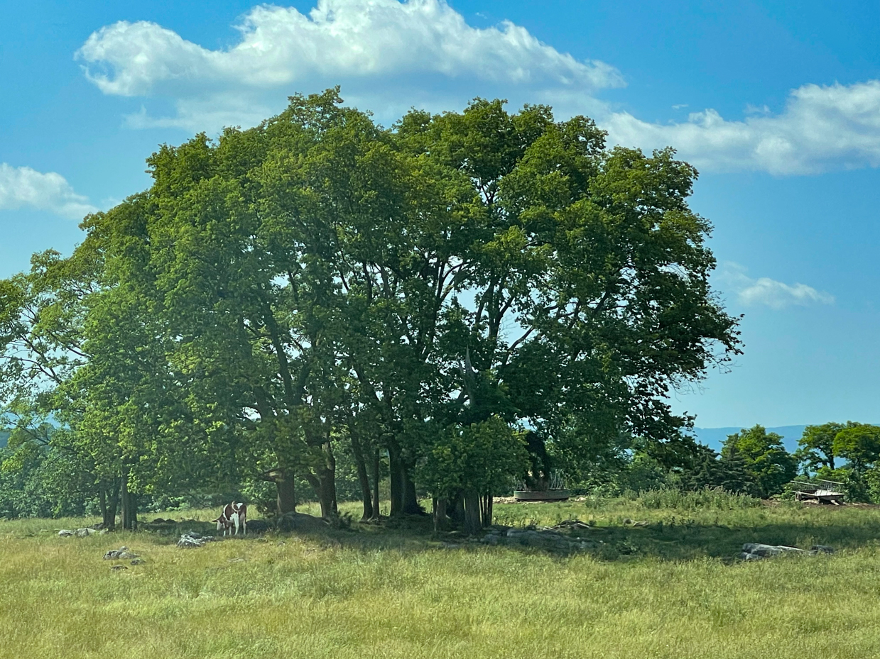 tree-cluster-with-cloud