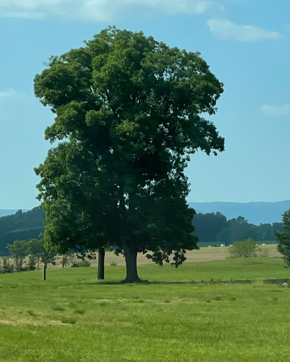 tree-with-rolling-hills