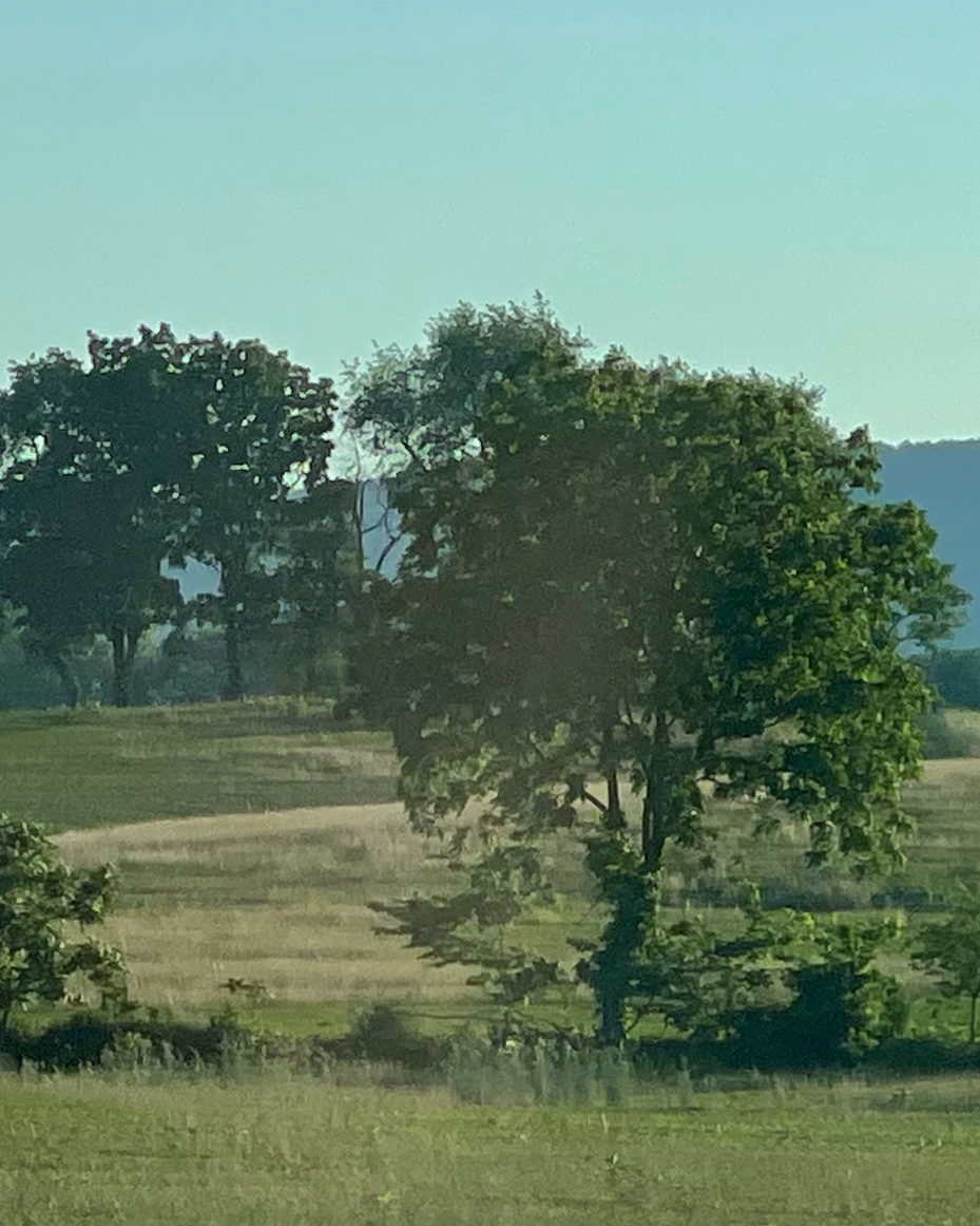 trees-with-clear-sky