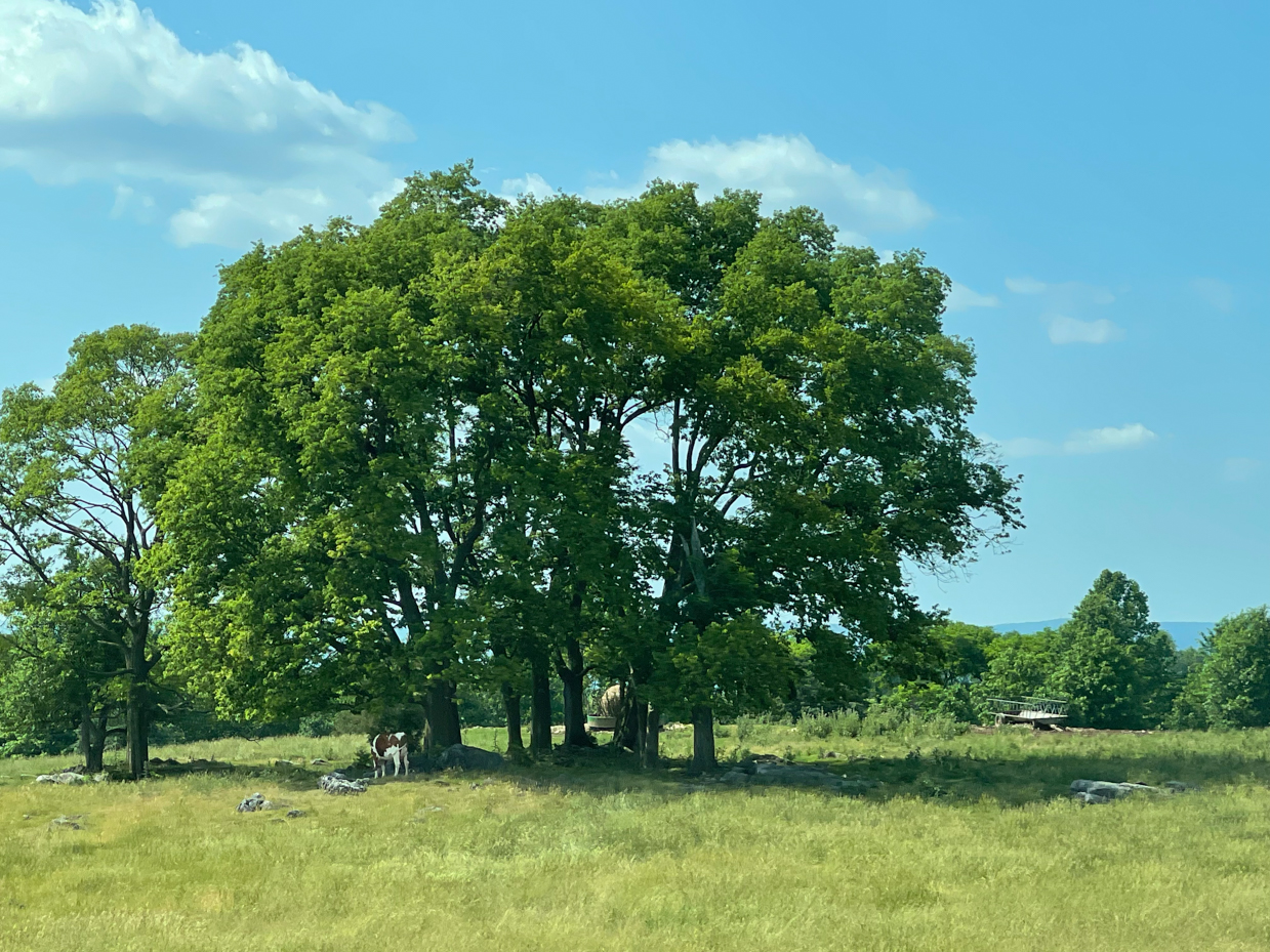 trees-with-clouds-and-sky