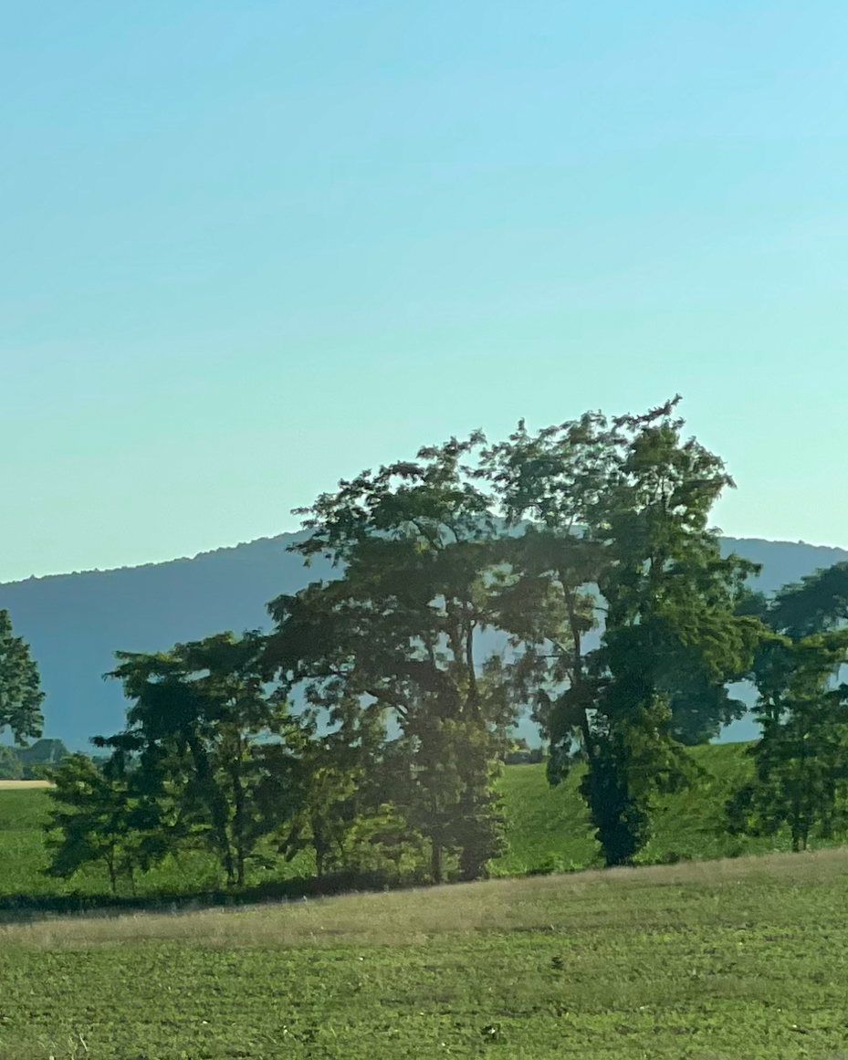 trees-with-rolling-hills-behind