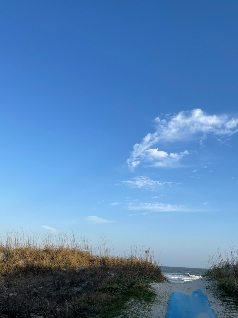 beach-grass