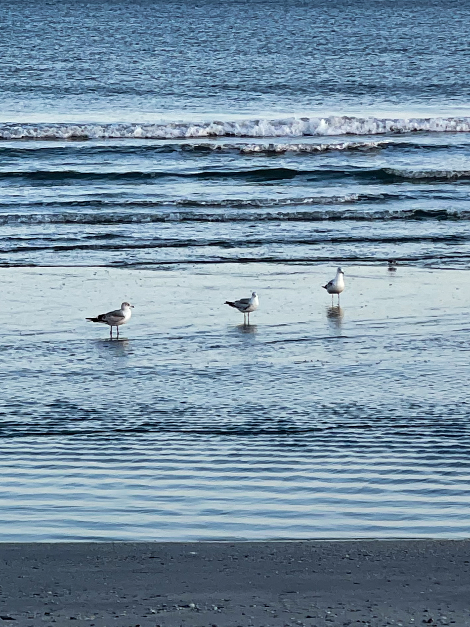 birds-in-water