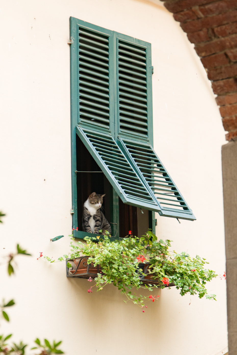 cat-sitting-in-open-window