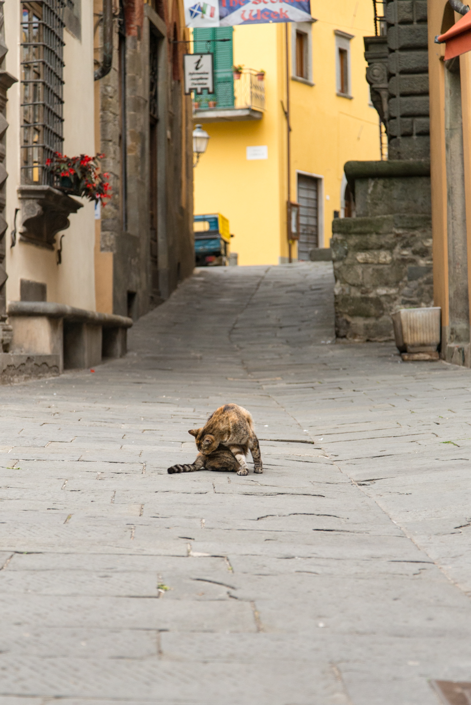 cat-in-street