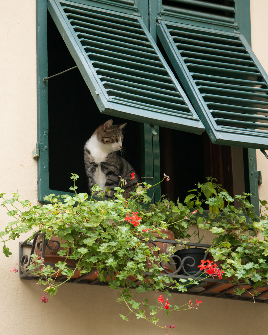 cat-with-flowers-in-window