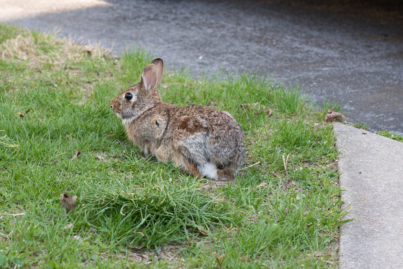 rabbit