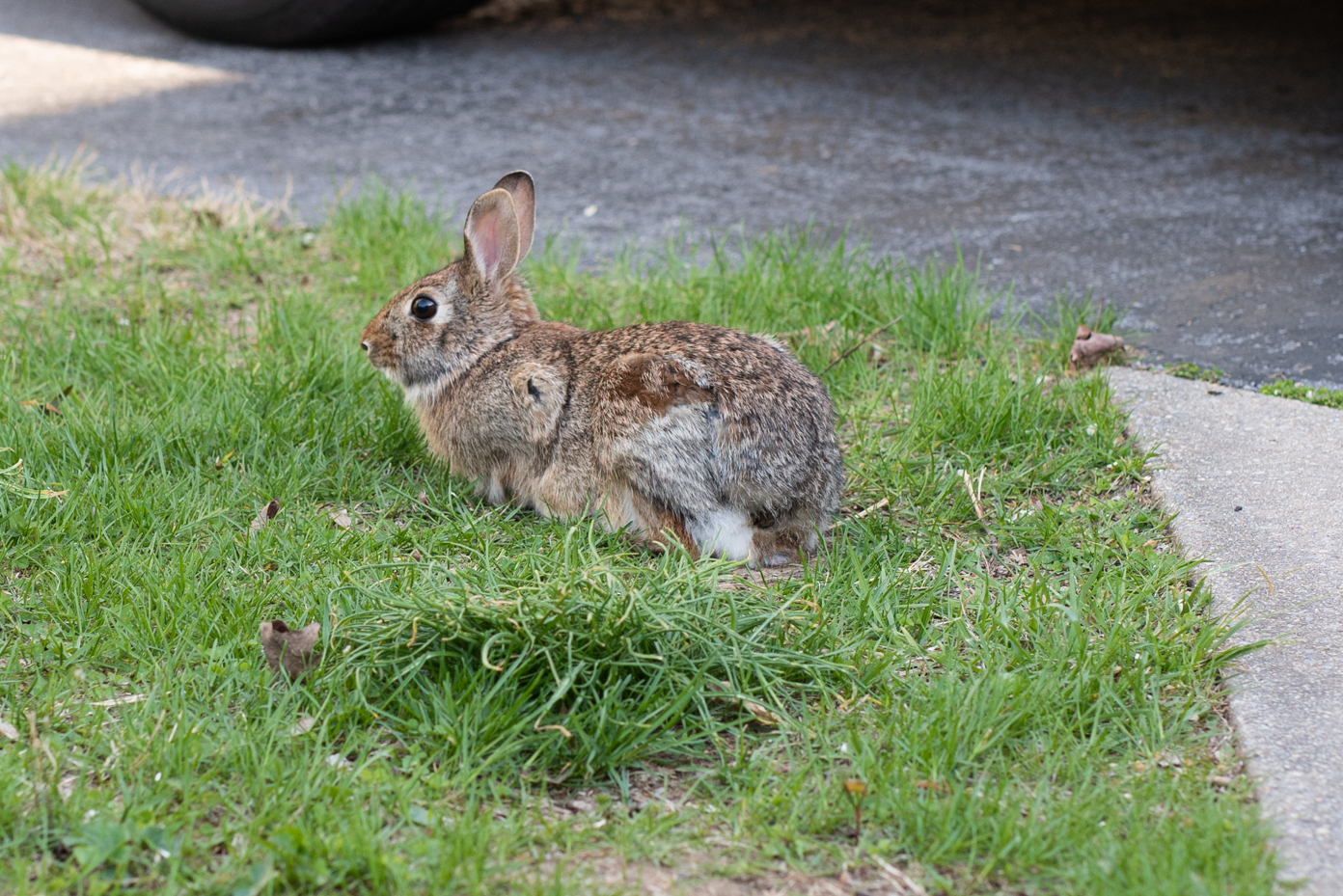rabbit-in-grass