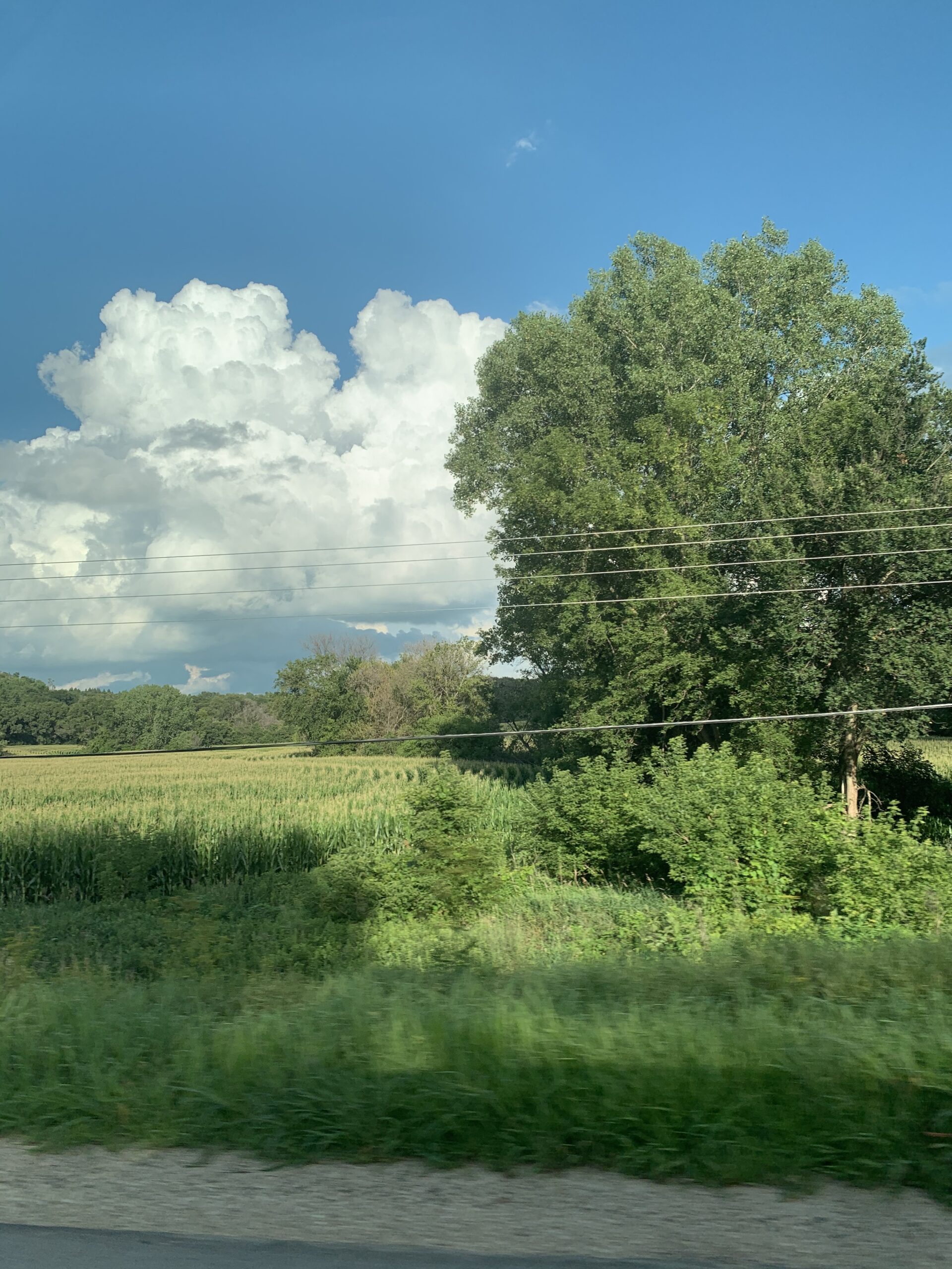 trees-with-clouds-behind