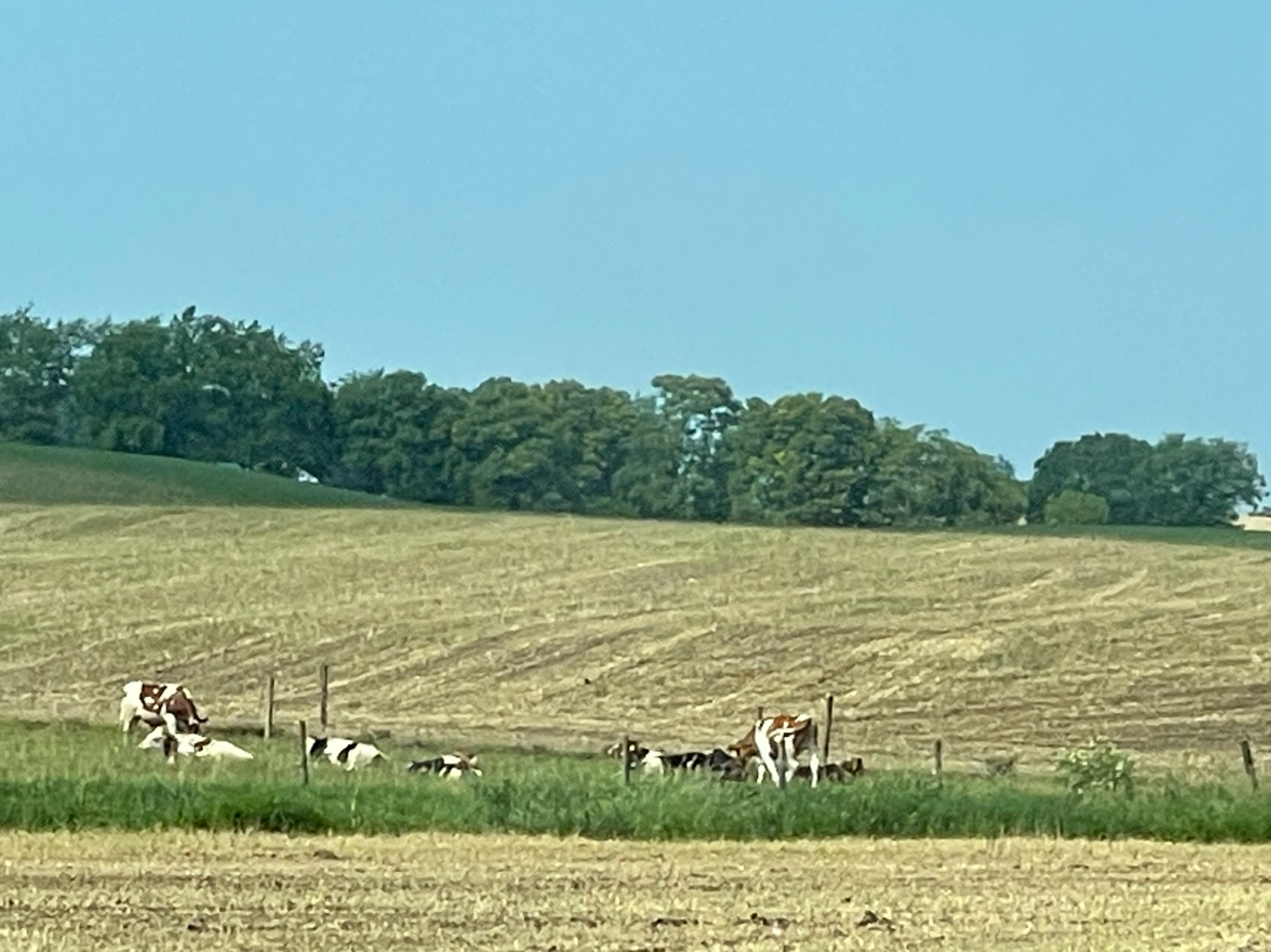 laying-cows-clear-skies