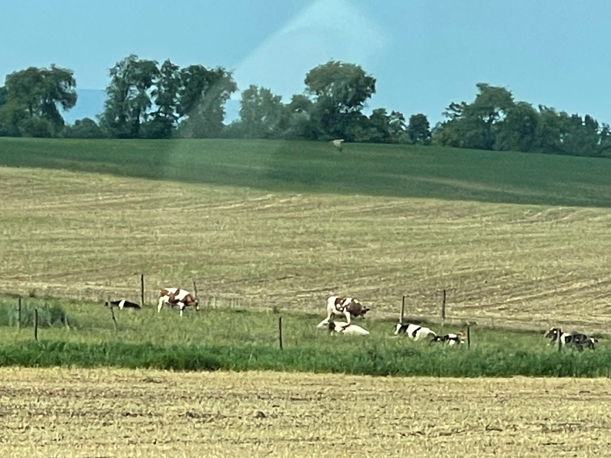 laying-cows-in-harvested-field