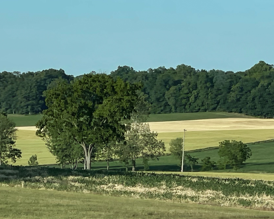 rolling-fields-with-trees