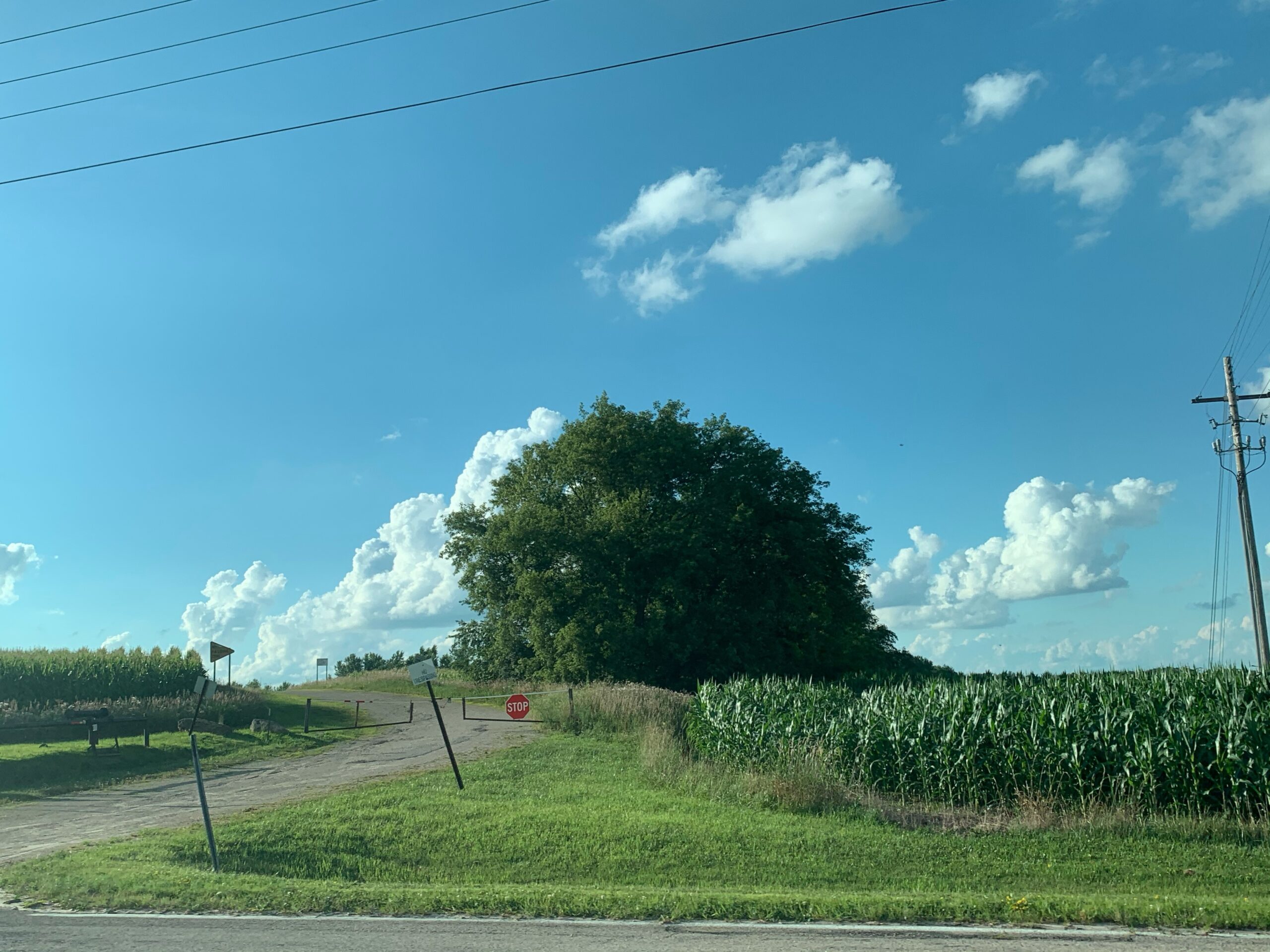 Solo Tree next to farm field artist reference photo
