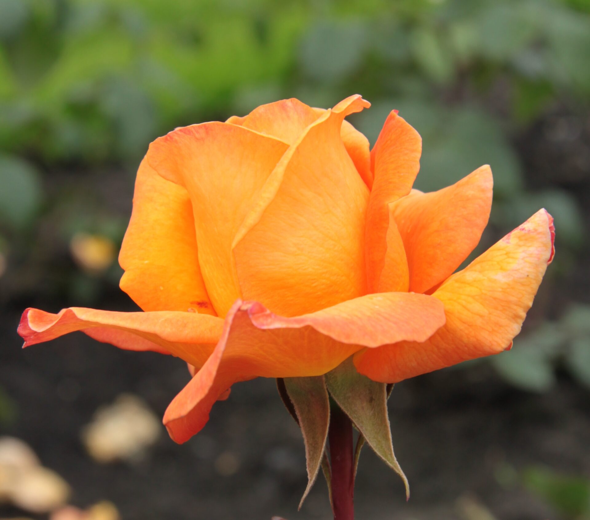 orange-rose-doris-tysterman