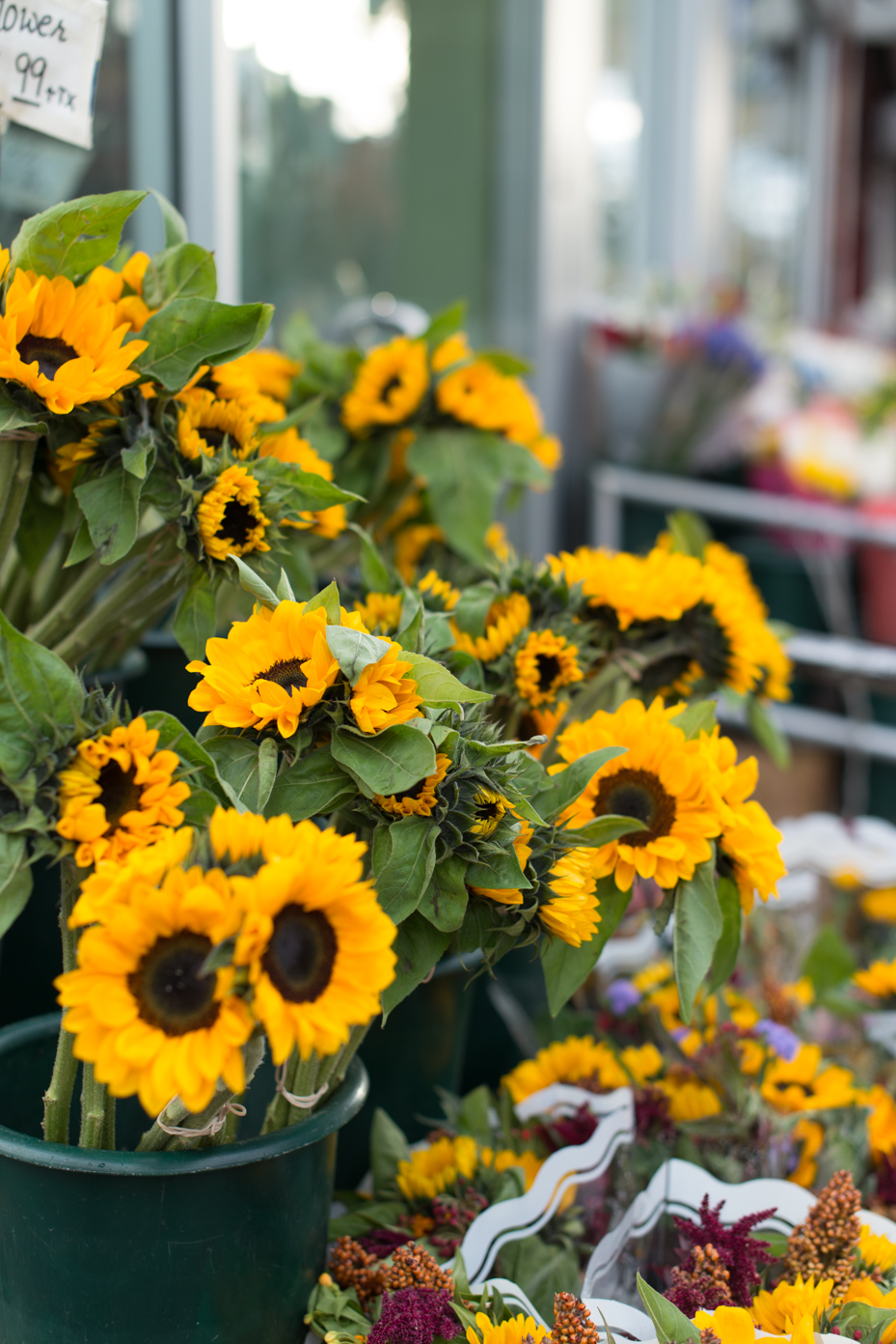 sunflowers