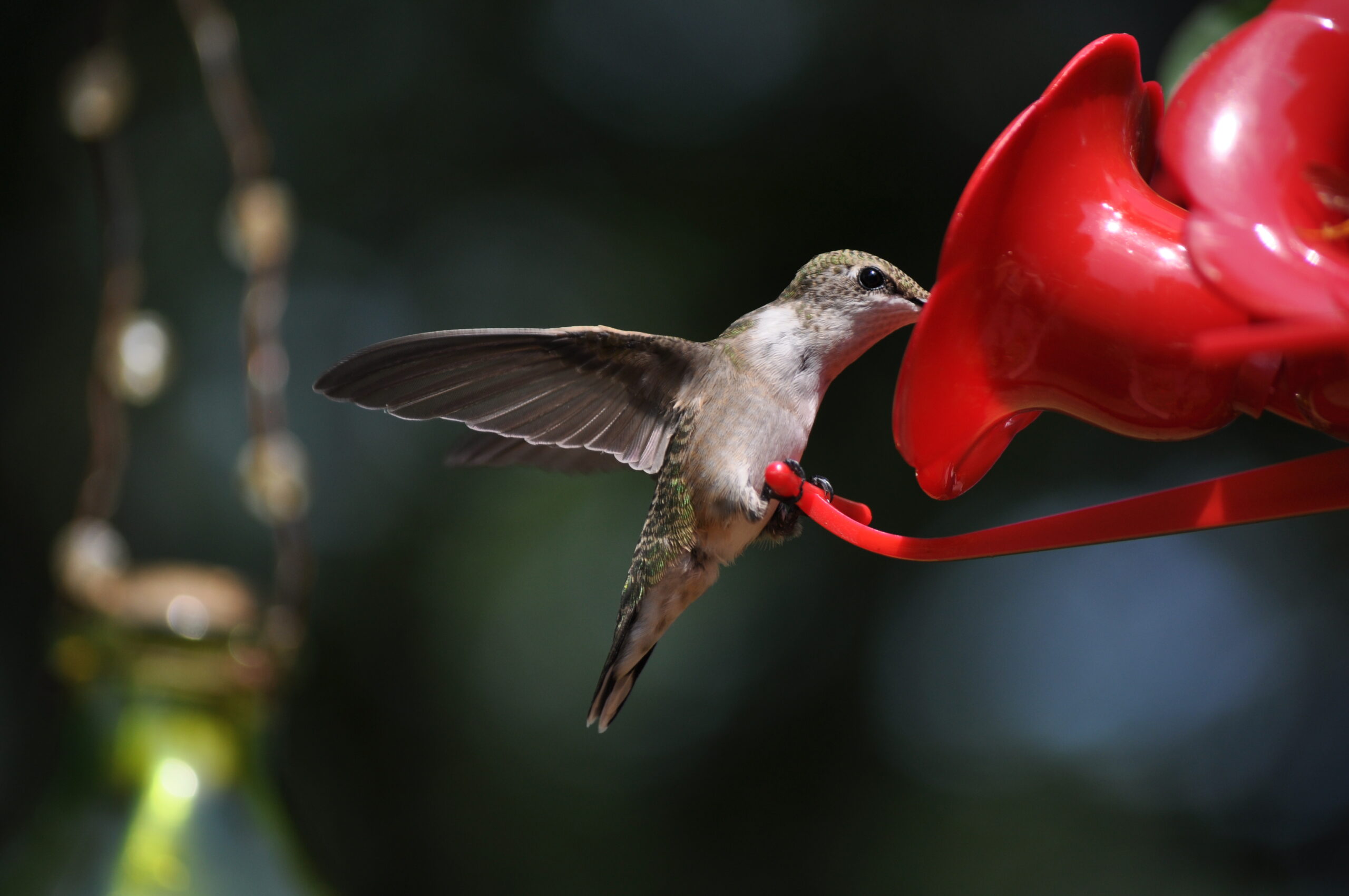 Hummingbird artist reference photo
