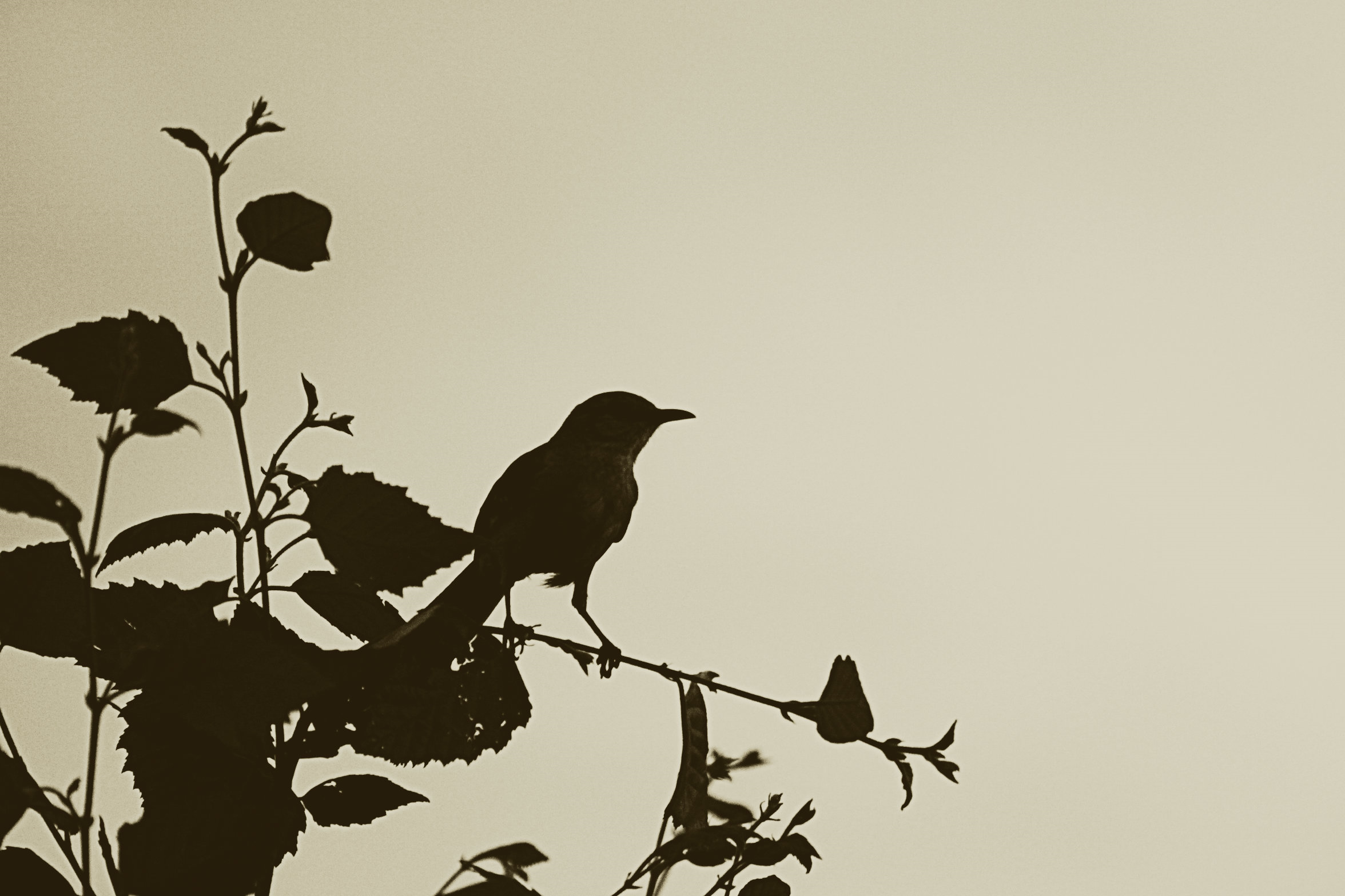 Mocking Bird artist reference photo