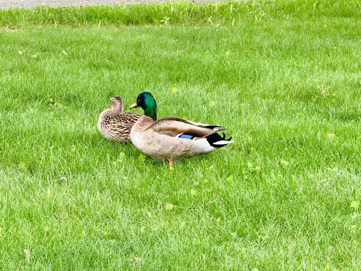 ducks-resting-in-grass